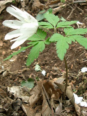 キクザキイチゲ(菊咲一華)_c0085874_17433656.jpg