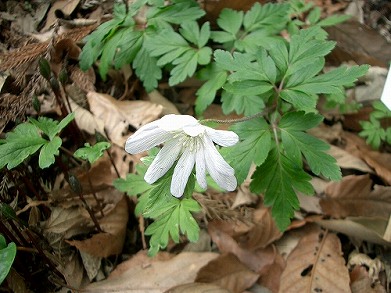 イチリンソウ(一輪草)_c0085874_18404283.jpg