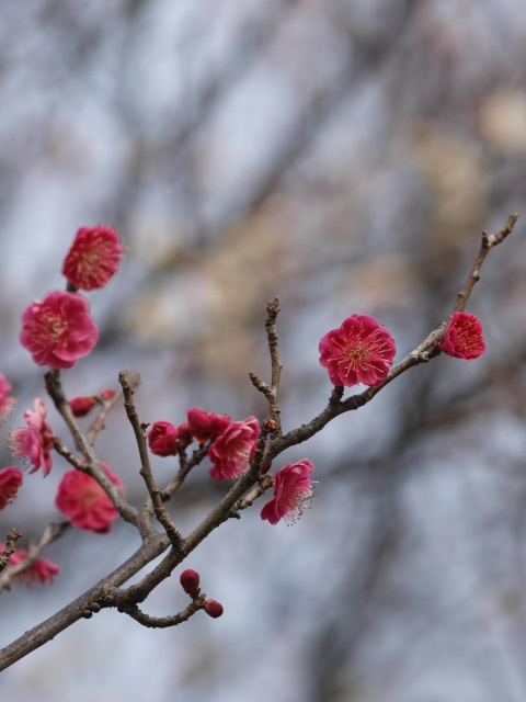 梅ヶ丘　梅の花？_d0016584_19115884.jpg