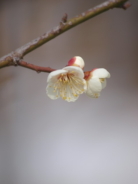 梅ヶ丘　梅の花？_d0016584_19121388.jpg