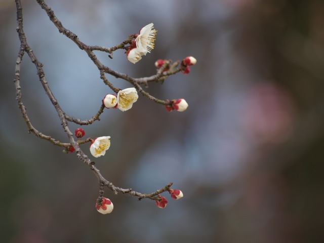 梅ヶ丘　梅の花？_d0016584_1931494.jpg