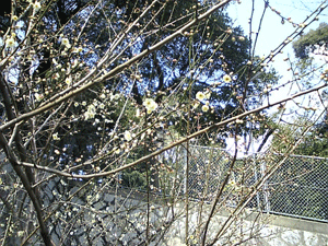 a0096787_20242658.gif