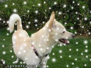 a0018200_17445499.gif