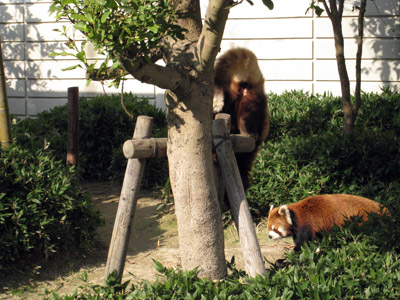 福岡市動植物園３_a0097006_22523992.jpg