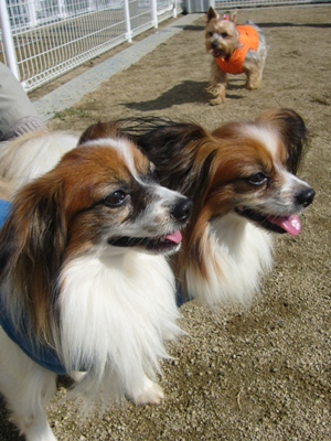 e0100046_17535047.jpg