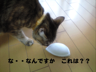 f0116546_0441894.gif