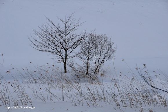 雪原の木立_c0124256_2054690.jpg