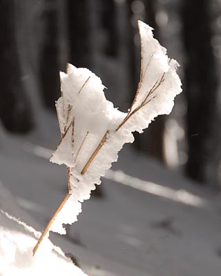 金剛山の雪景色_e0035757_2210227.jpg