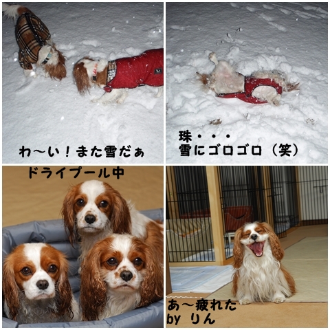 ２週連続　週末は雪・・・_e0106557_22334817.jpg