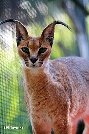 サンディエゴ動物園Vol.2_b0111874_8172084.jpg