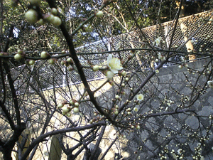 a0096787_2233692.gif