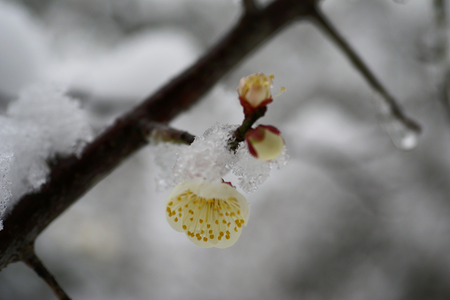 雪が降りました。（Ⅱ）_e0130006_1122341.jpg