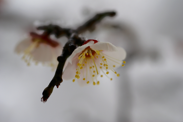 雪が降りました。（Ⅱ）_e0130006_1131356.jpg