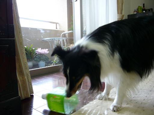 e0130008_1554521.jpg