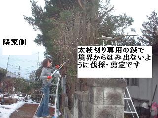 巨木との格闘_f0031037_20102290.jpg