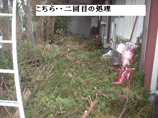 巨木との格闘_f0031037_2010372.jpg