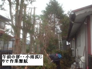 巨木との格闘_f0031037_20105188.jpg