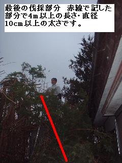 巨木との格闘_f0031037_20111823.jpg