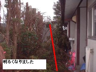 巨木との格闘_f0031037_20113137.jpg