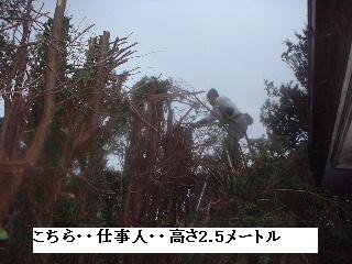 巨木との格闘_f0031037_2011349.jpg