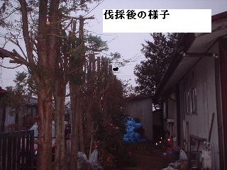 巨木との格闘_f0031037_20114313.jpg