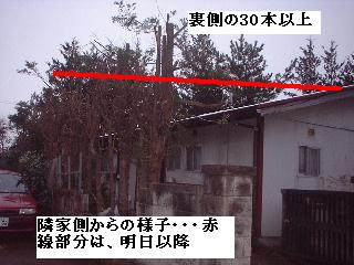 巨木との格闘_f0031037_20115424.jpg