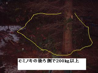 巨木との格闘_f0031037_20121819.jpg