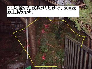巨木との格闘_f0031037_2012665.jpg