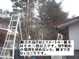 巨木との格闘_f0031037_2093443.jpg