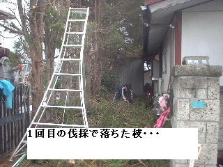 巨木との格闘_f0031037_2095817.jpg