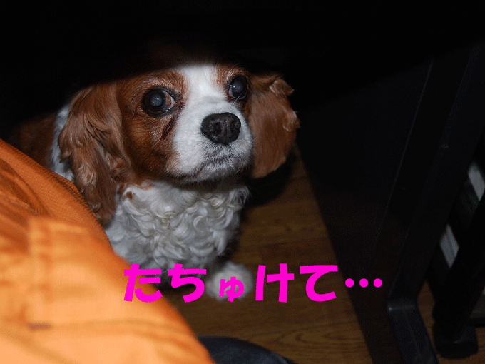 c0136838_22352714.gif