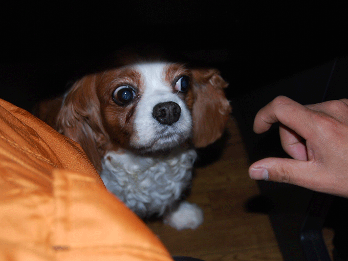 c0136838_22583796.gif