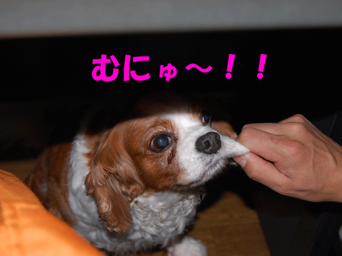 c0136838_23133379.gif