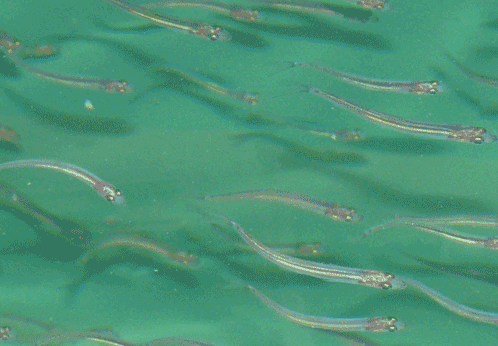 a0056140_16363353.gif