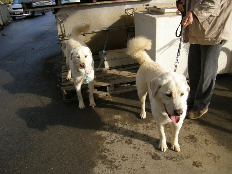 牡蠣オフ2008 その2_f0128542_3295199.jpg