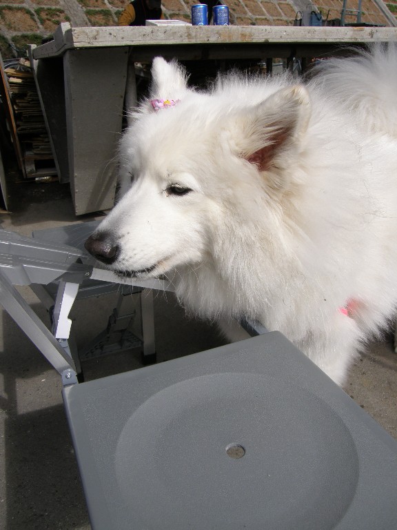 牡蠣オフ2008 その2_f0128542_3345589.jpg