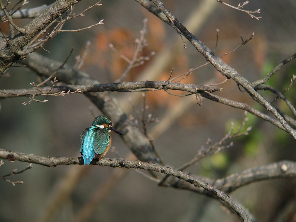 公園のカワセミ_d0031745_201457.jpg