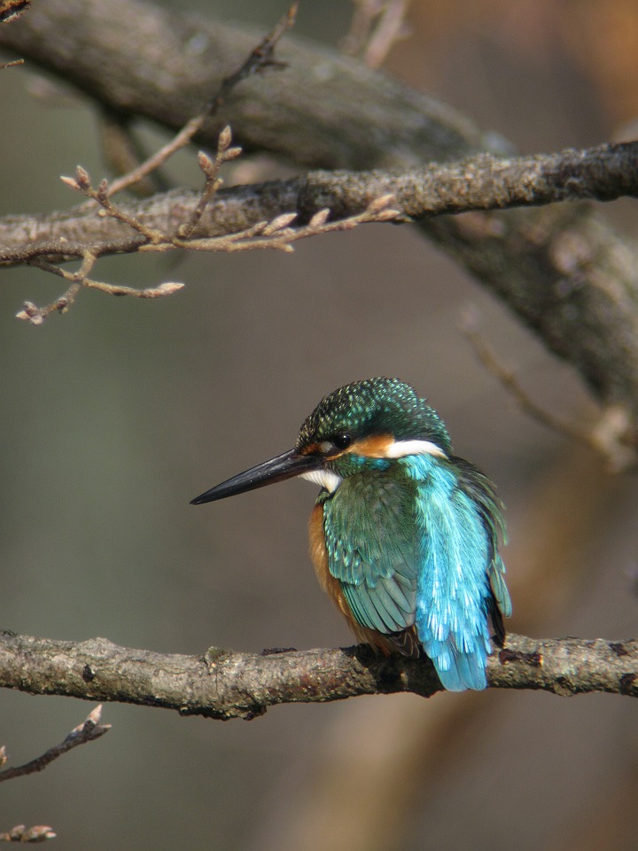 公園のカワセミ_d0031745_2023650.jpg