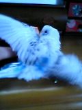 c0054148_1355839.jpg