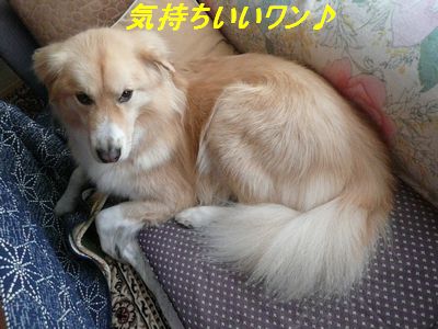 う～ん、いい香り～♪_a0100160_8413783.jpg