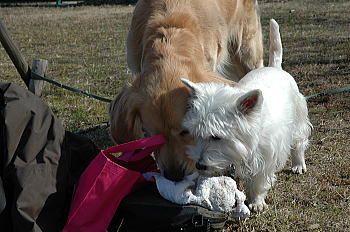 f0118263_2334993.jpg