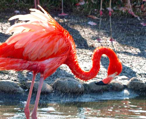 ベニイロフラミンゴ　（その６）　東武動物公園にて_a0023315_12302138.jpg