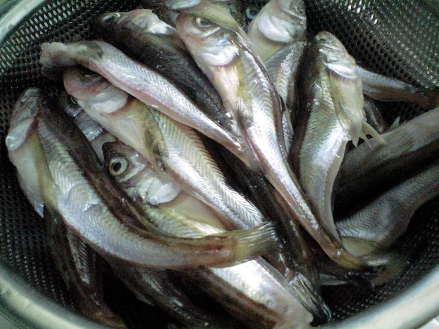 2007年 鰰!はたはた!ハタハタ寿司_a0016730_18522994.jpg