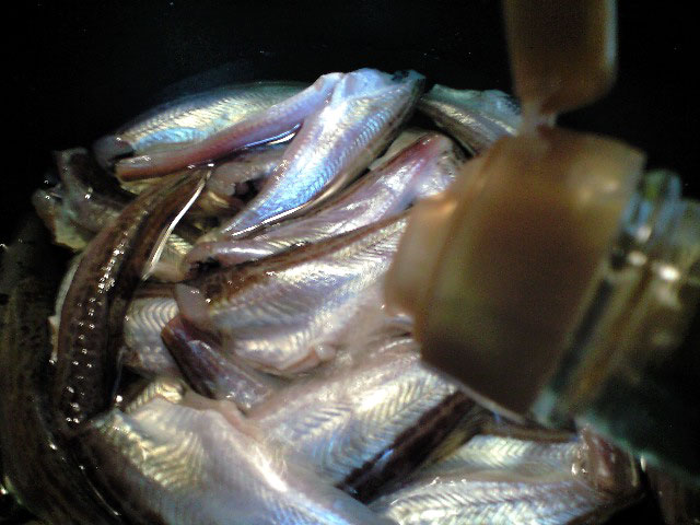 2007年 鰰!はたはた!ハタハタ寿司_a0016730_191354.jpg