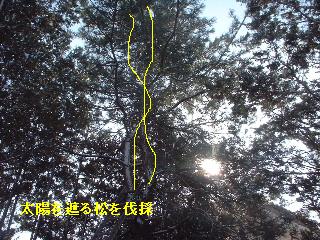 植木戦隊! ヨンレンジャー!_f0031037_20421753.jpg