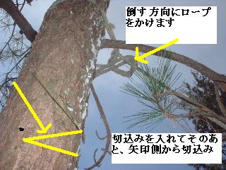 植木戦隊! ヨンレンジャー!_f0031037_20433100.jpg