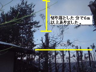 植木戦隊! ヨンレンジャー!_f0031037_20453340.jpg