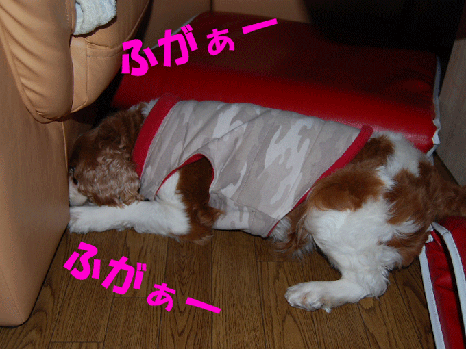 c0136838_2248364.gif