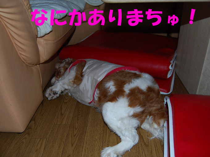 c0136838_22484682.gif