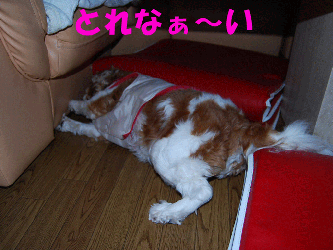 c0136838_2249415.gif